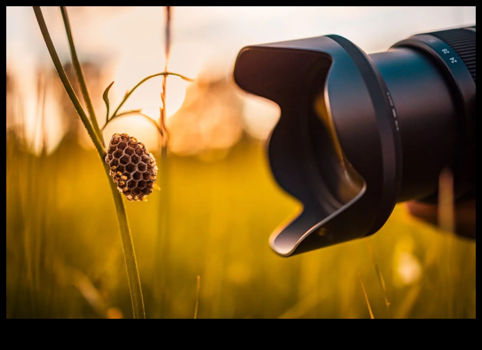 Macro minuni văd lumea în detaliu incredibil cu lentile de precizie 2 Macro Minunății: surprindeți fiecare detaliu cu lentile de precizie