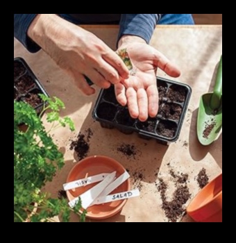 Grădini de dimensiunea unei halbe Un ghid pentru cultivarea propriei alimente în interior 4 Grădini de dimensiuni mici: Dezvăluirea minunățiilor grădiniței de interior