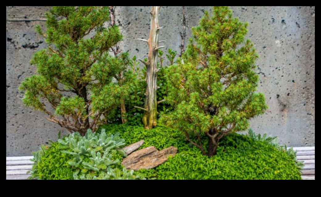 Liniște în miniatură Bonsai Bliss în grădinile japoneze 10 Bonsai Bliss: Lumi în miniatură în grădinile japoneze