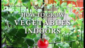 Grădini de dimensiuni mici: Dezvăluirea minunățiilor grădiniței de interior