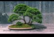 Bonsai Bliss: Lumi în miniatură în grădinile japoneze