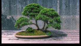 Bonsai Bliss: Lumi în miniatură în grădinile japoneze