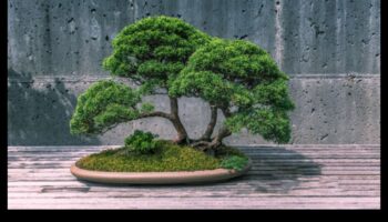 Bonsai Bliss: Lumi în miniatură în grădinile japoneze