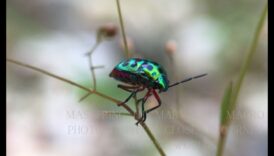 Macro minuni văd lumea în detaliat neverosimil cu lentile de acuratete 5 Macro Minunății: surprindeți fiecare detaliu cu lentile de precizie